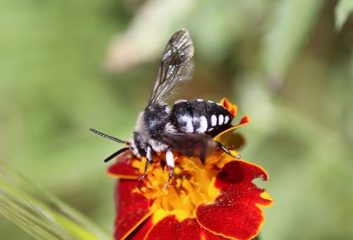 Réf. 247 625 : Thyreus sp.